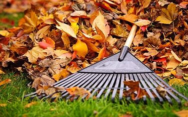 Fall Leaves with Rake